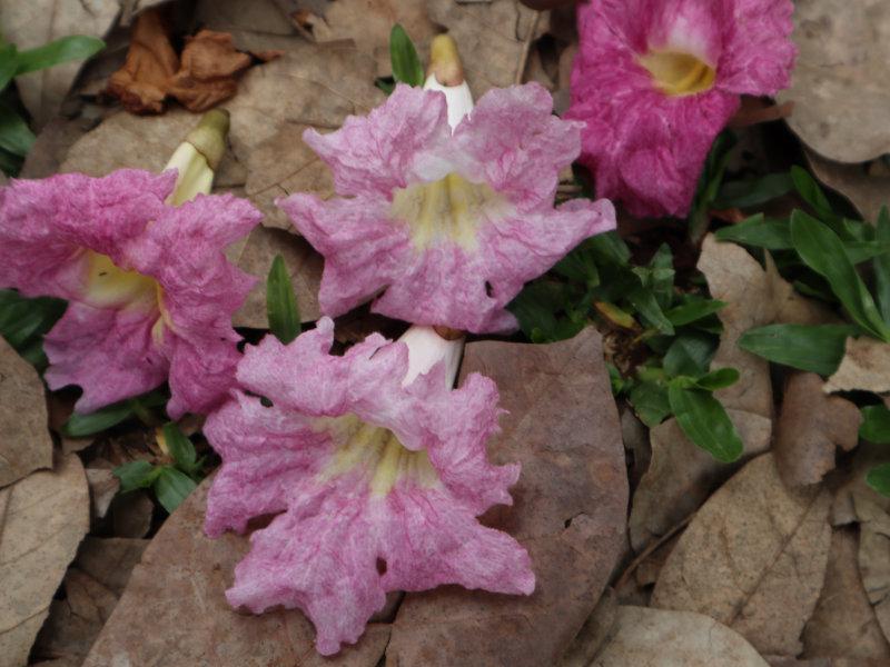 Tapetes coloridos de flores caídas
